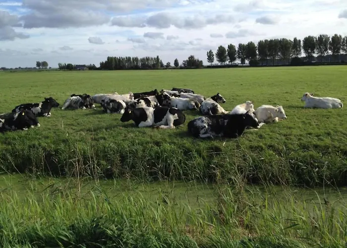 In Zuytland Buiten With Fishing Platform Simonshaven